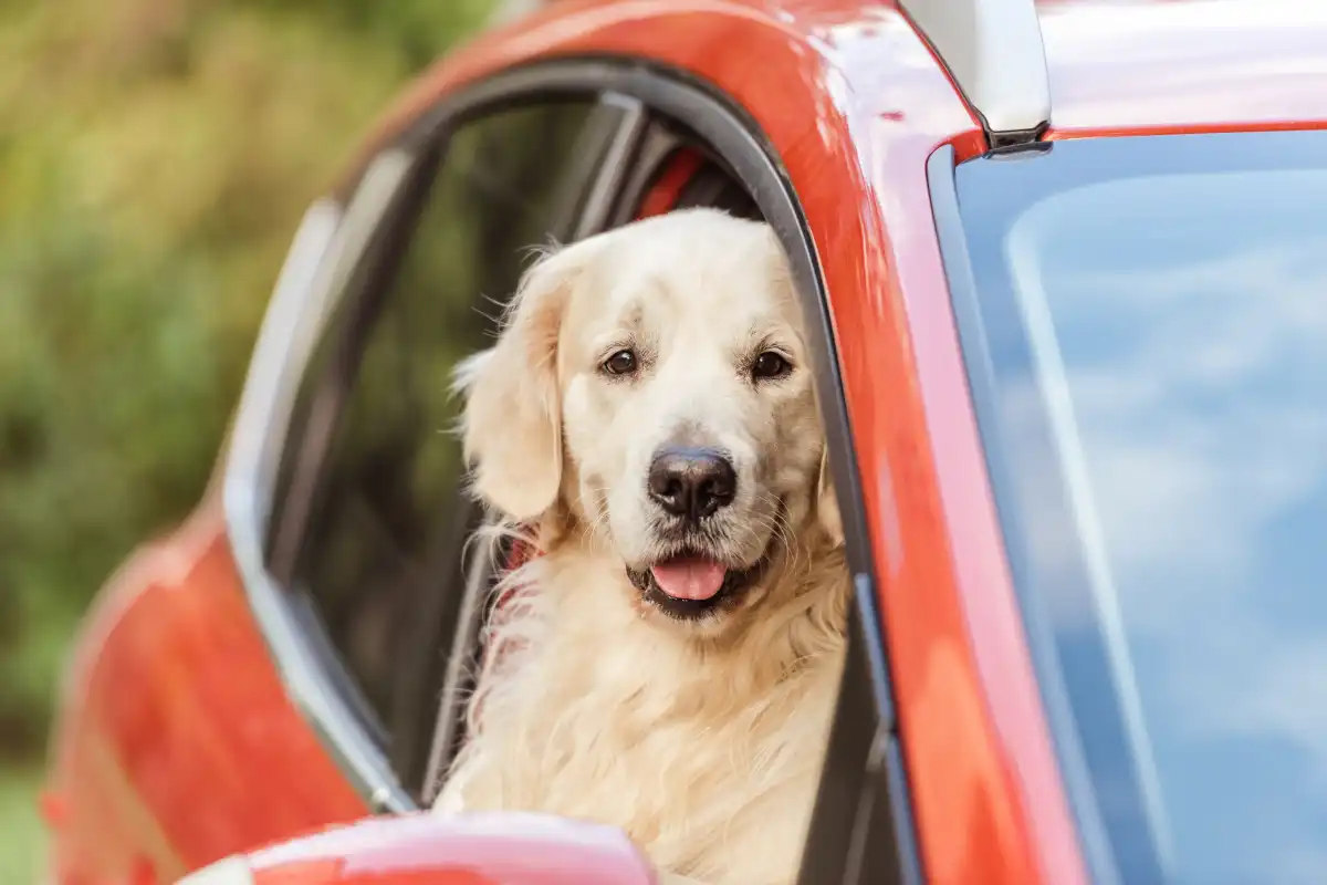 How to remove pet hair from you car interior