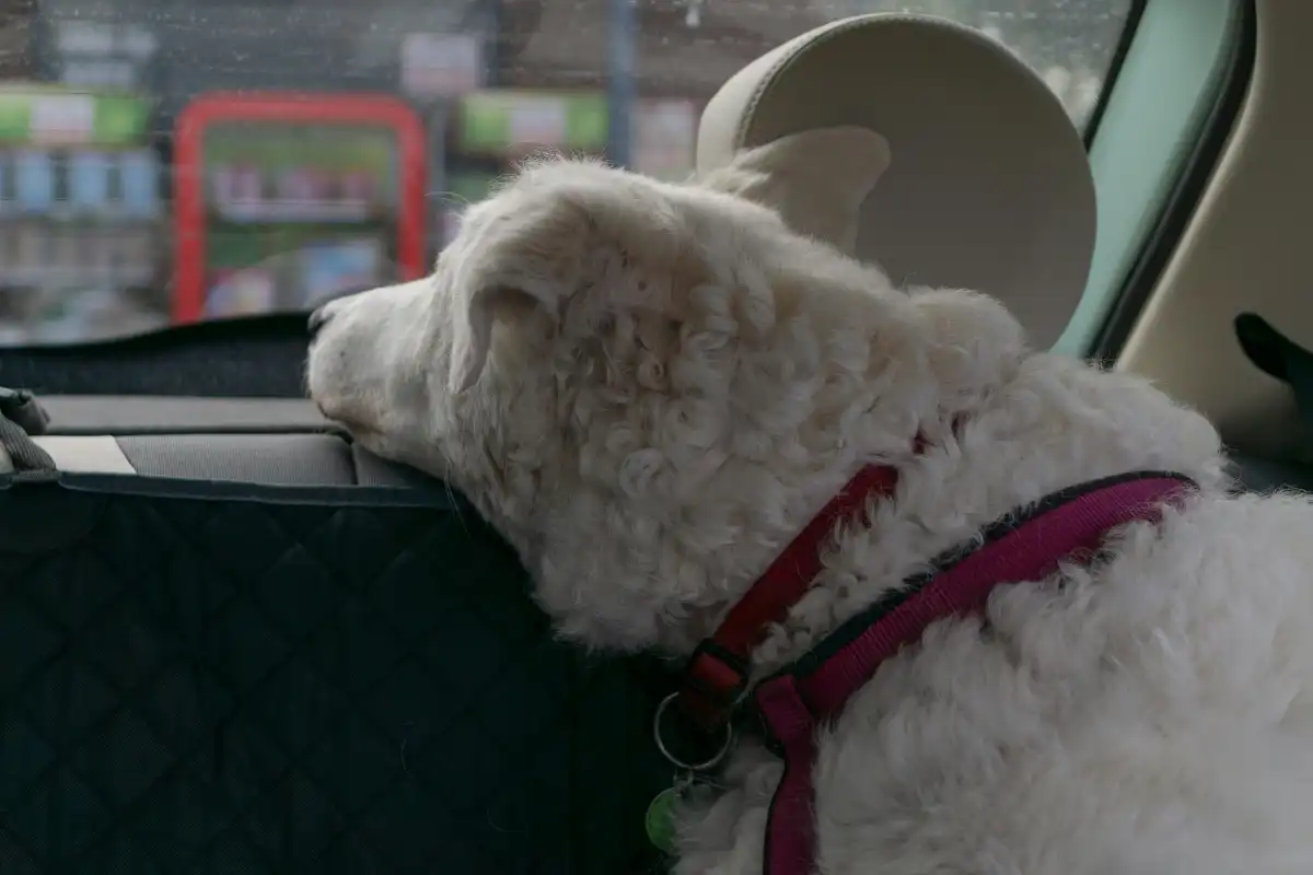 Dog Car Seat Cover Reviews