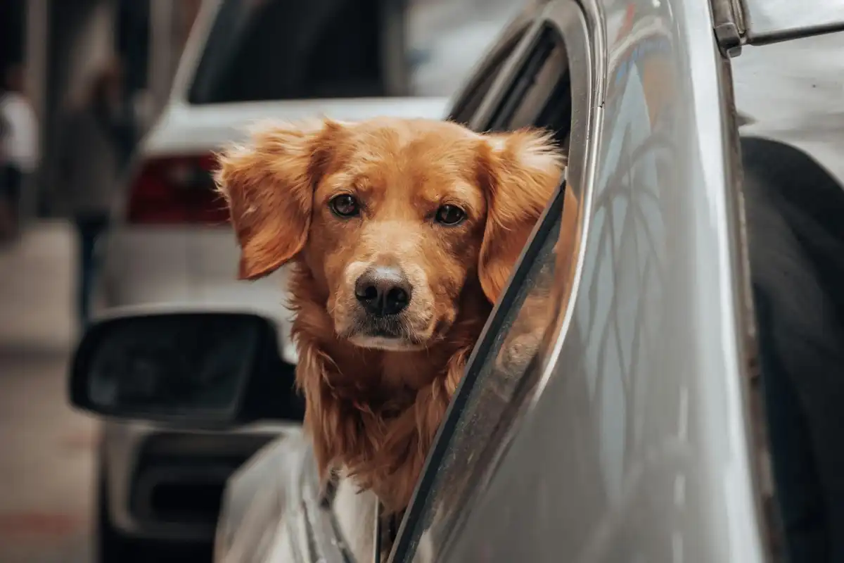 How to remove pet hair from you car interior