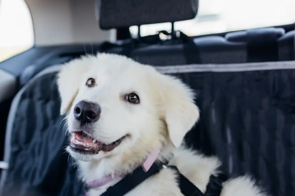 Dog Car Seat Cover Benefits and Maintenance Tips
